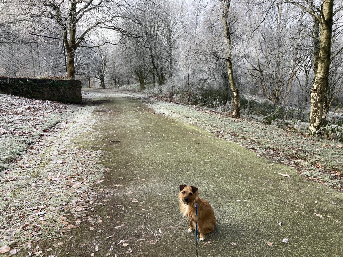 nutcracker1965's tweet image. Waxwings still in a very cold Fenton park this morning🥶#staffordshire