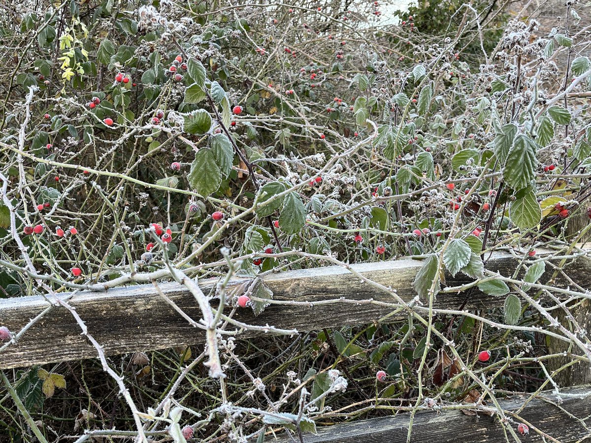 Walking in a…. ❄️❄️❄️. 

Marshalling duty at Penallta <a href="/parkrunUK/">parkrun UK</a> this morning. A balmy minus 4 degrees! ❄️❄️❄️