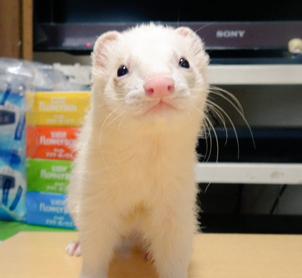 LOVEKAREN0813's tweet photo. #かわいいと思ったらRT https://t.co/0j8IOfs8Mv