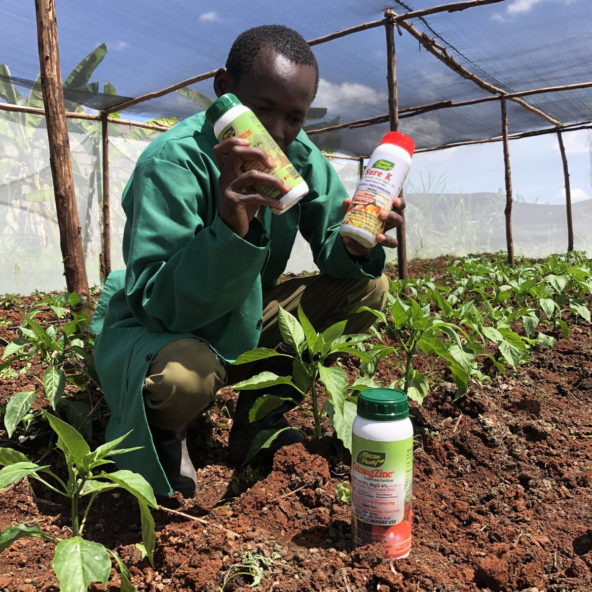 kalebndolo's tweet image. I will be evaluating several products I received from #seedpro .

CEO alisema zinawork kama magic.

By the end of my trial I give You the data on performance of these products.

Updates mtapata daily.