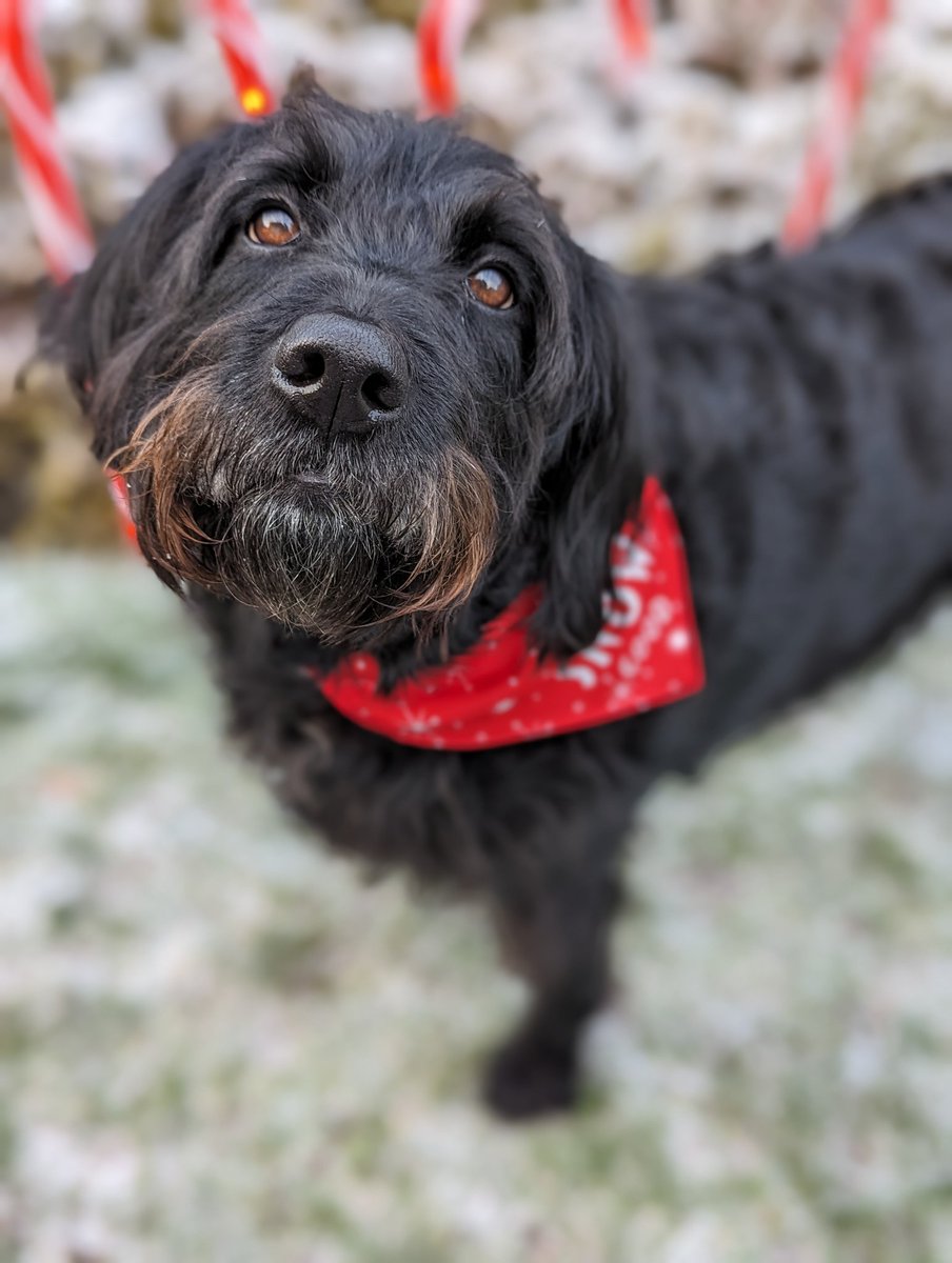 Jeans_Gems's tweet image. The Pets at Home Foundation @PetsatHome supports rescue &amp;amp; rehoming of pets. We bought this lovely #Bandana #UptoSnowGood for Lottie Labradoodle 🐩 who has fun in #snow #Ice -not forgetting #mud 🤣 #AdventCalendar #pets @4165180Jp @louisethepoet @goldfinches12 @MicheleCruicks1