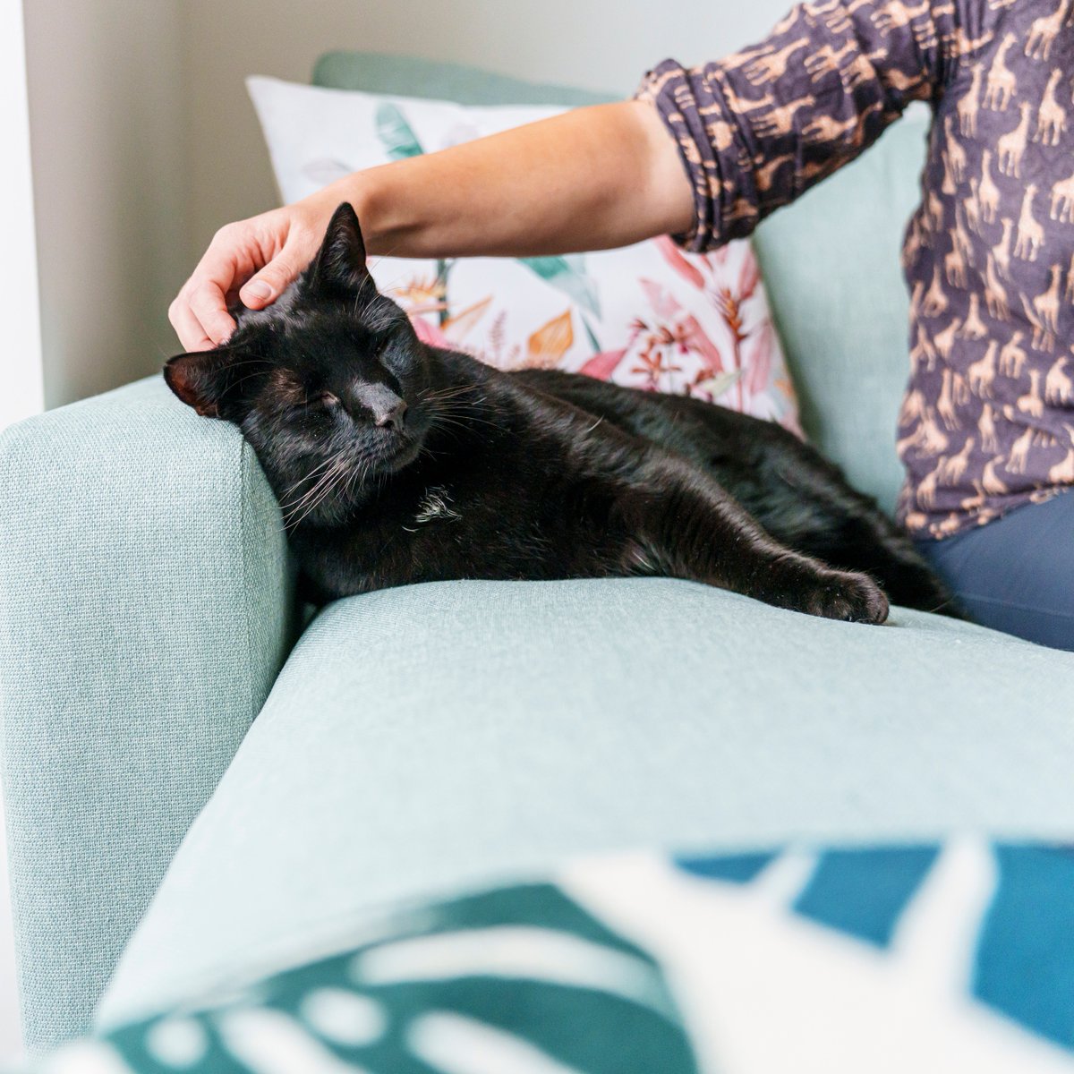 This #GriefAwarenessWeek we’re reminding cat lovers of our brilliant and free grief support service, Paws to Listen, available for everyone grieving the loss of a beloved cat. Our trained and empathic volunteer team are here. Find out more: cats.org.uk/grief