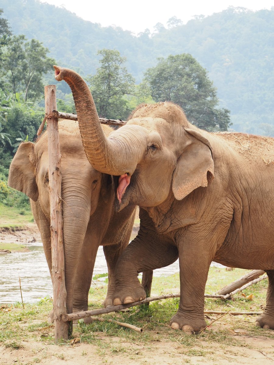 We've been in Chiang Mai region for 10 days and we loved it. We summarized what we have done in different posts about the city, about the lantern festival, about a cooking class, the Mae Hong son loop and the beautiful elephant park! twotravelling.com/post/thailand-…