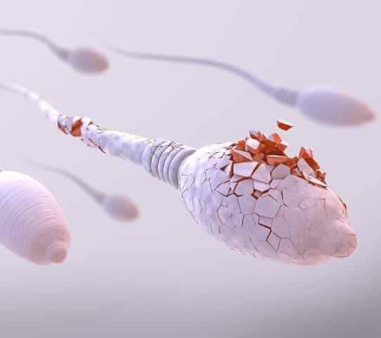 Prince_Fynnd's tweet photo. If a damaged sperm fertilizes an egg it may result in miscarriage or defect in the newborn. This is the reason for most miscarriages https://t.co/nnGzpB9Lxx