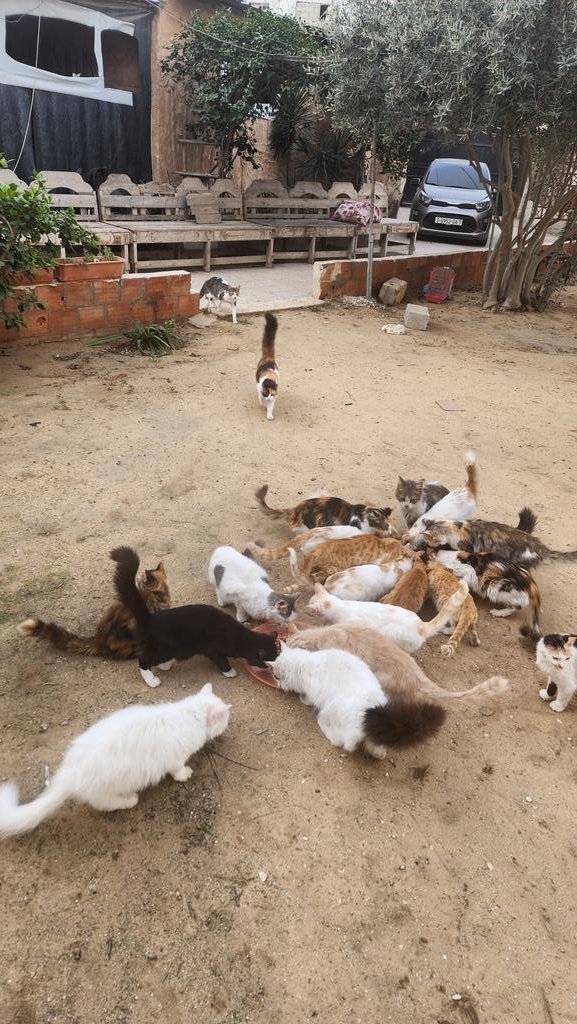 helpcatsmsallam's tweet photo. Hello guys ..
This is the second update..
I was able to find food for the cats with great difficulty. I bought a lot for them even though the prices had doubled.
Because of your generous support, I was able to buy extra food for them, enough to last until the beginning of February.
I made a hard effort to get to the place that sells cat food.. I went under fire to get there..
I could not find a car to transport all this quantity. I had to transport it using manual carts
In this mission, I was exposed to a lot of danger and hardship... but my duty towards those cats made me ignore all the danger...
Until now, I have not been able to buy anything additional for me and my family. We have enough until the end of the month.
I was unable to obtain any of the humanitarian aid that entered during the truce period, because what entered was not enough to provide all the residents of Gaza
I will appreciate your support at the following link to help us withstand and overcome this harsh and difficult period
https://t.co/4HGeWVpT8V
I appreciate your sympathy and financial and moral support.. and I want to reassure you that my family and I are all fine