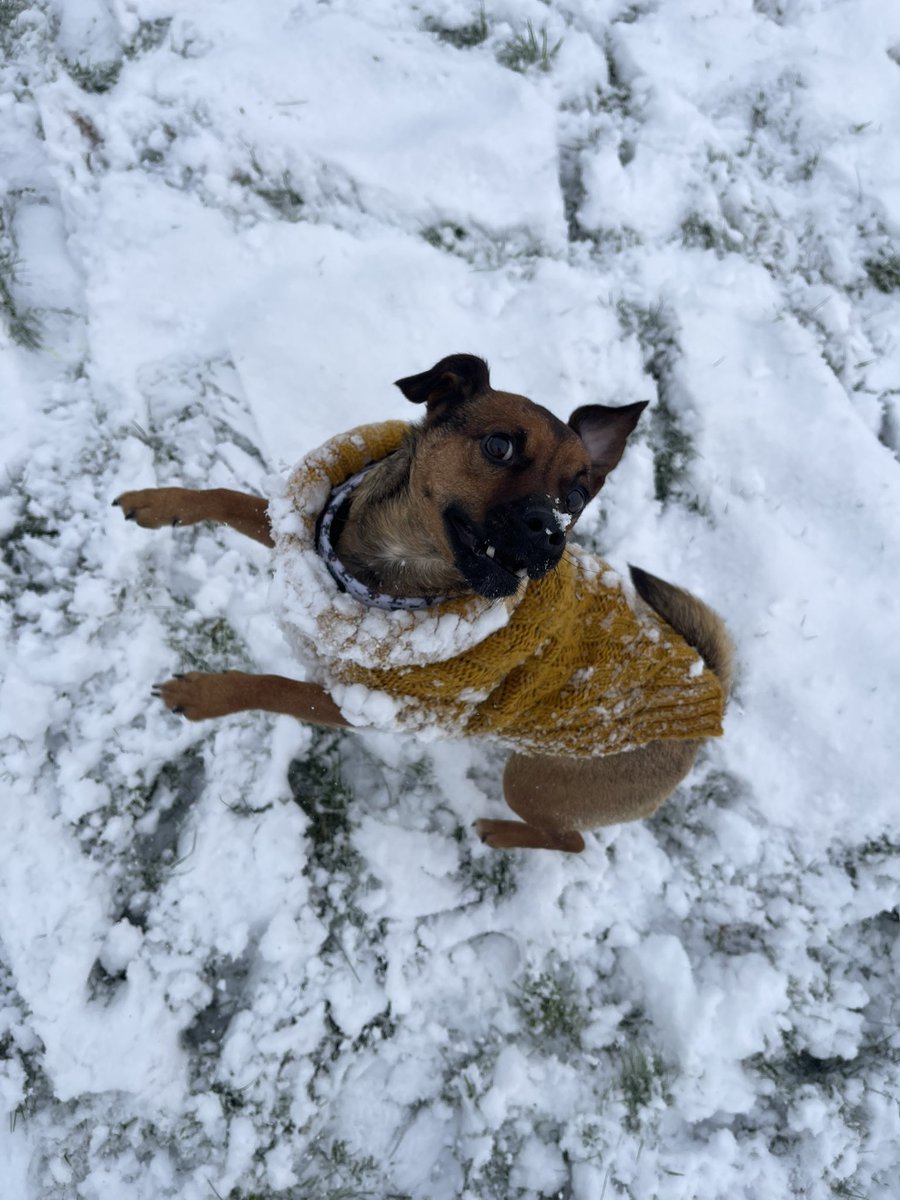 CairneyCollette's tweet photo. Snow day https://t.co/orUiEr9HWT