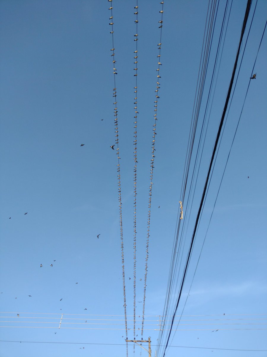 thejoaoalves's tweet image. Mil cús estarão mirando você em sua frente; dez mil atrás de você, mas nada o atingirá ! João  2:12-23