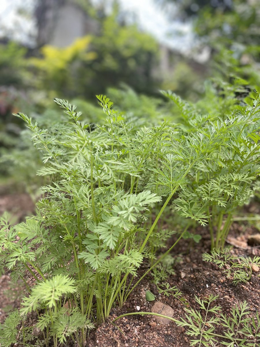 Growing what I cook home is a passion.

#VegetablesLoading Carrot, salad, gombo, onions, tomato, eggplant 🥕🍆🍅🧅🥗

#BetterNutrition
#HealthyDiet
#KitchenGarden
#UrbanAgriculture