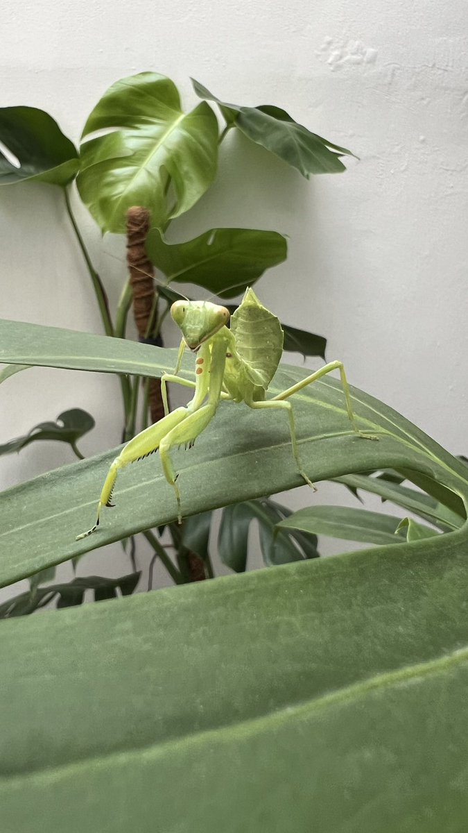 no no no tweet media