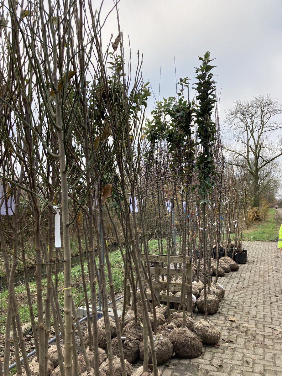 Gisteren konden inwoners in onze 7 dorpen de bomen ophalen die door de <a href="/gemeenteRheden/">Gemeente Rheden</a> beschikbaar zijn gesteld ihkv 450 jaar Rheden. Veel blije mensen die onze gemeente weer een stukje groener maken. Dank aan alle enthousiaste vrijwilligers die dit mogelijk hebben gemaakt.