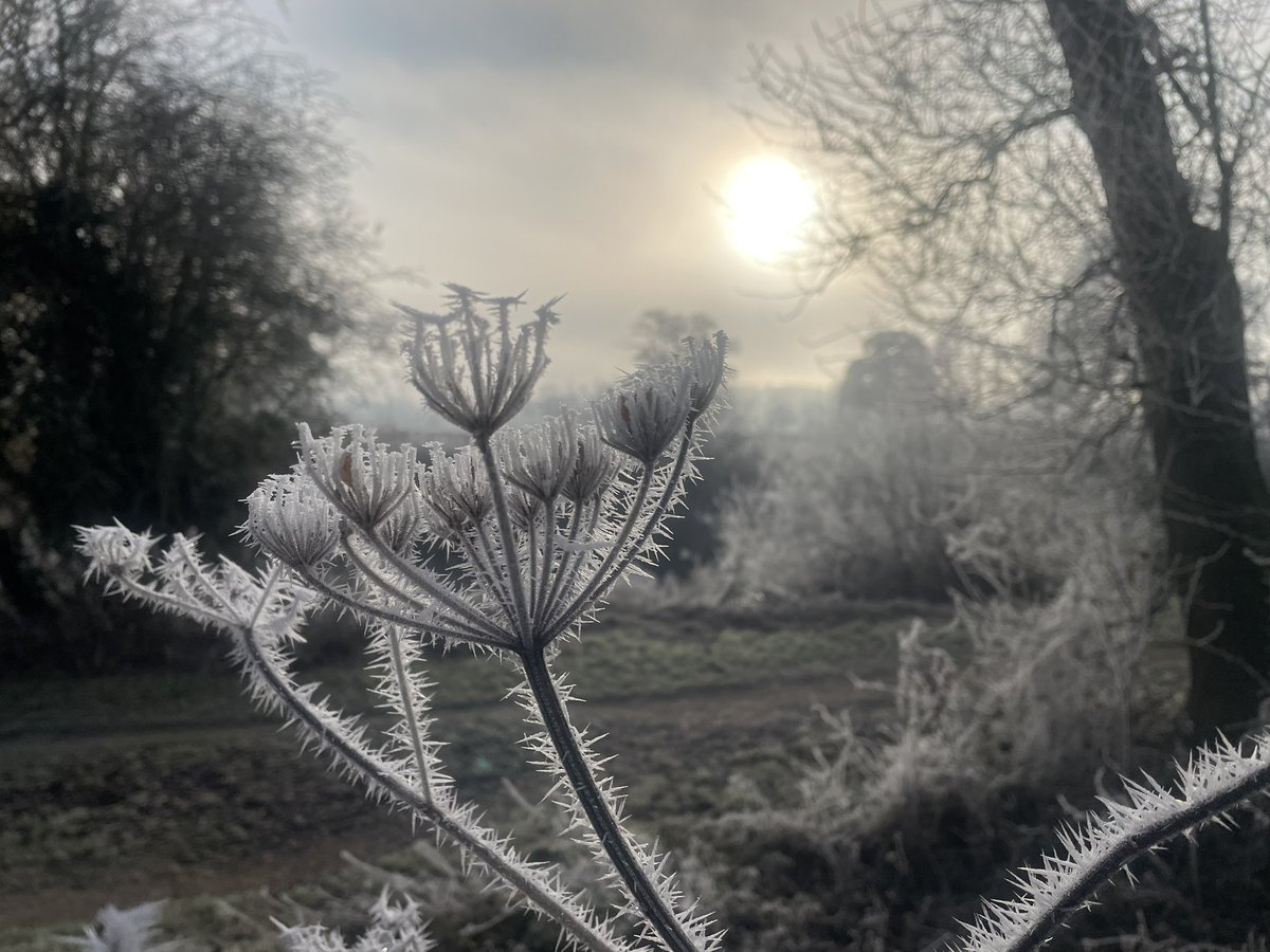 Amazing frost this morning