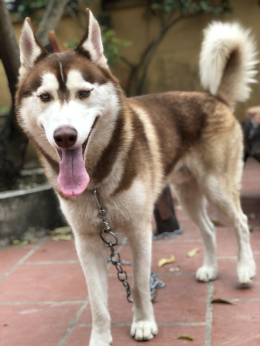 Hello guys, my name is same royal!