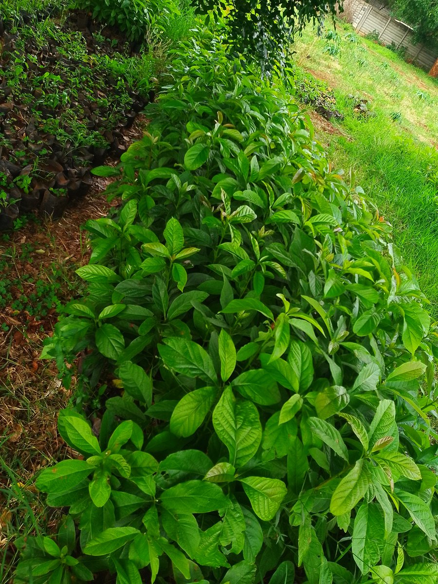 ngoshibeavan's tweet image. Local varieties avocado (ungrafted) $1 each. Available in Marlborough, Harare. Contact +263 773 819 924