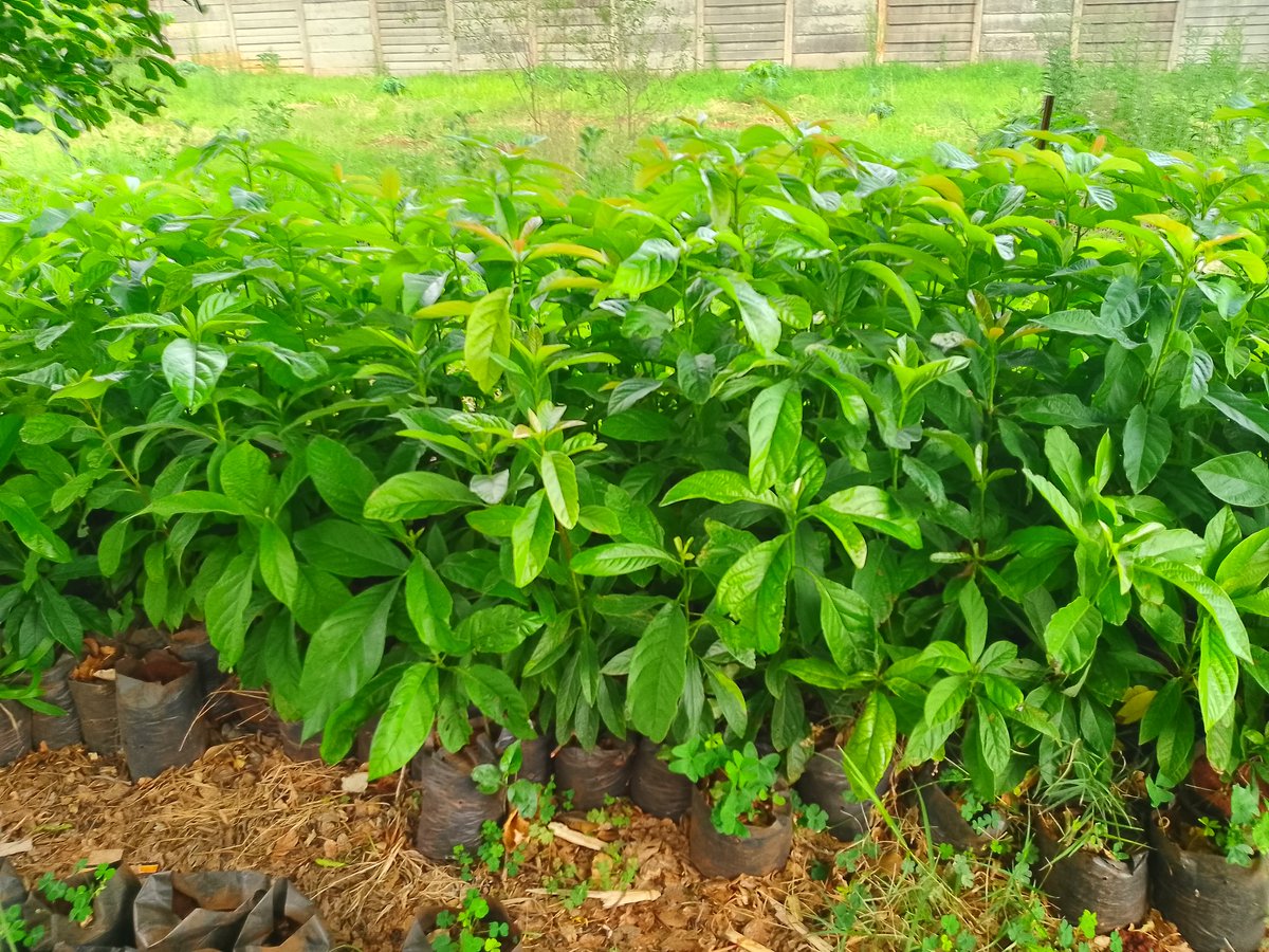 ngoshibeavan's tweet image. Local varieties avocado (ungrafted) $1 each. Available in Marlborough, Harare. Contact +263 773 819 924