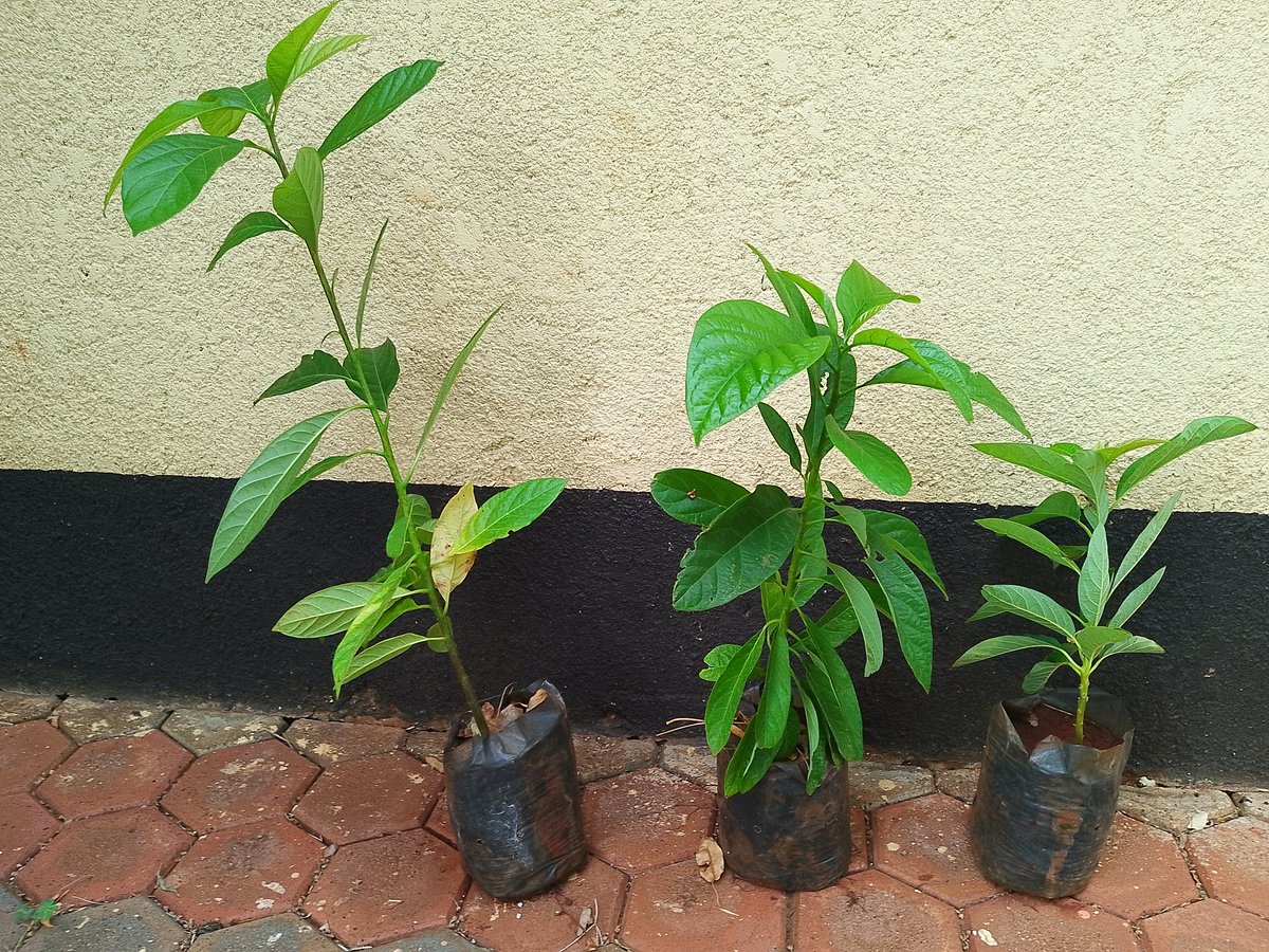 ngoshibeavan's tweet image. Local varieties avocado (ungrafted) $1 each. Available in Marlborough, Harare. Contact +263 773 819 924