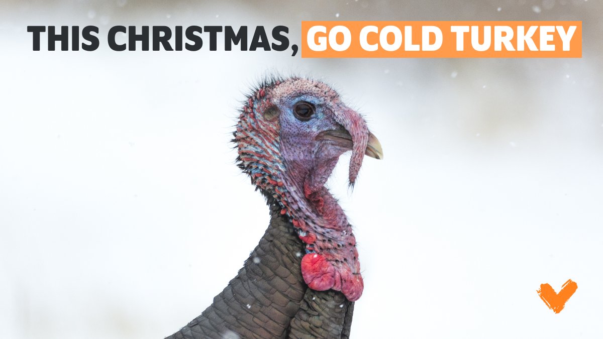 veganuary's tweet photo. There are SO many delicious and cruelty-free options this Christmas, there really is no need to harm turkeys! 🦃💚
RT If you're choosing the #Vegan option this year 🌱 https://t.co/Iti9F1huvy