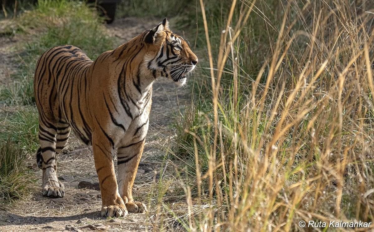 आंख तेरी जो उठीं  बादशाहों के  सर झुक गये । 
चाल ऐसी तू चलीं लोग राहों मे हि रुक गये ।  
जान .. हाये मेरी जान , ये जहाँन आसमान हिल गया ।
💕 💕हे  वर्णन मला नेहमी वाघीणीची आठवण करुन देत , मग वाघीण जर रणथंबोर ची नुर असेल तर ते चपखल बसत देखील .  🐅#RutaKalmankar