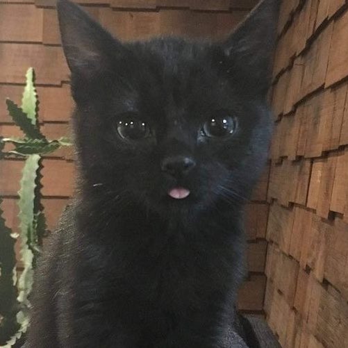 catboycarI's tweet photo. :p https://t.co/KYkAUlBgrt