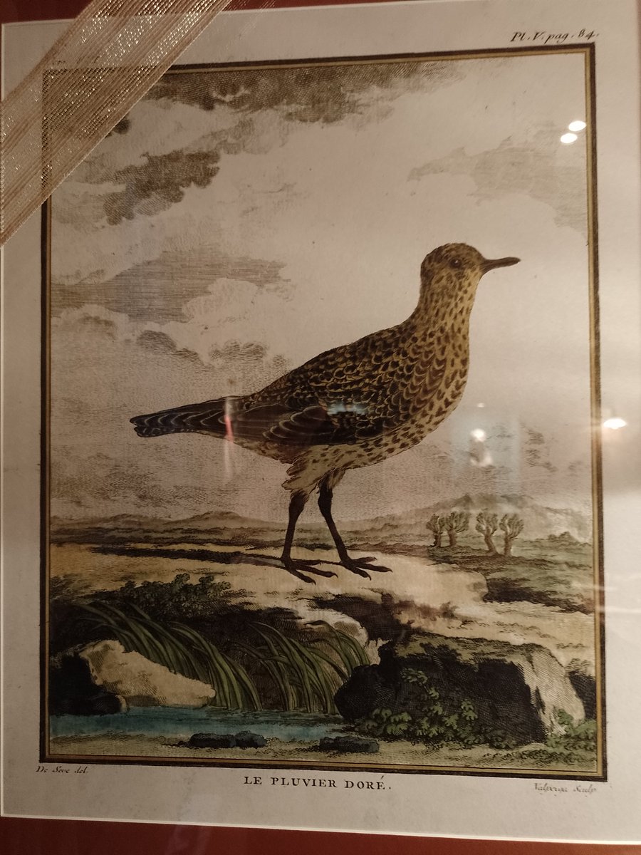 PubBirder tweet media