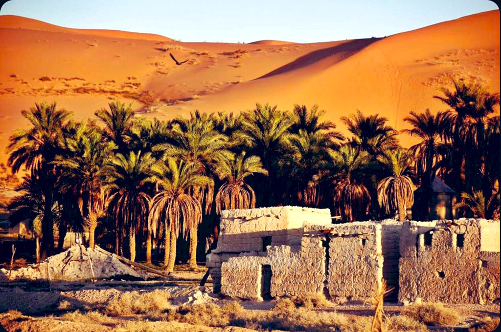 سالم الثنيان tweet media