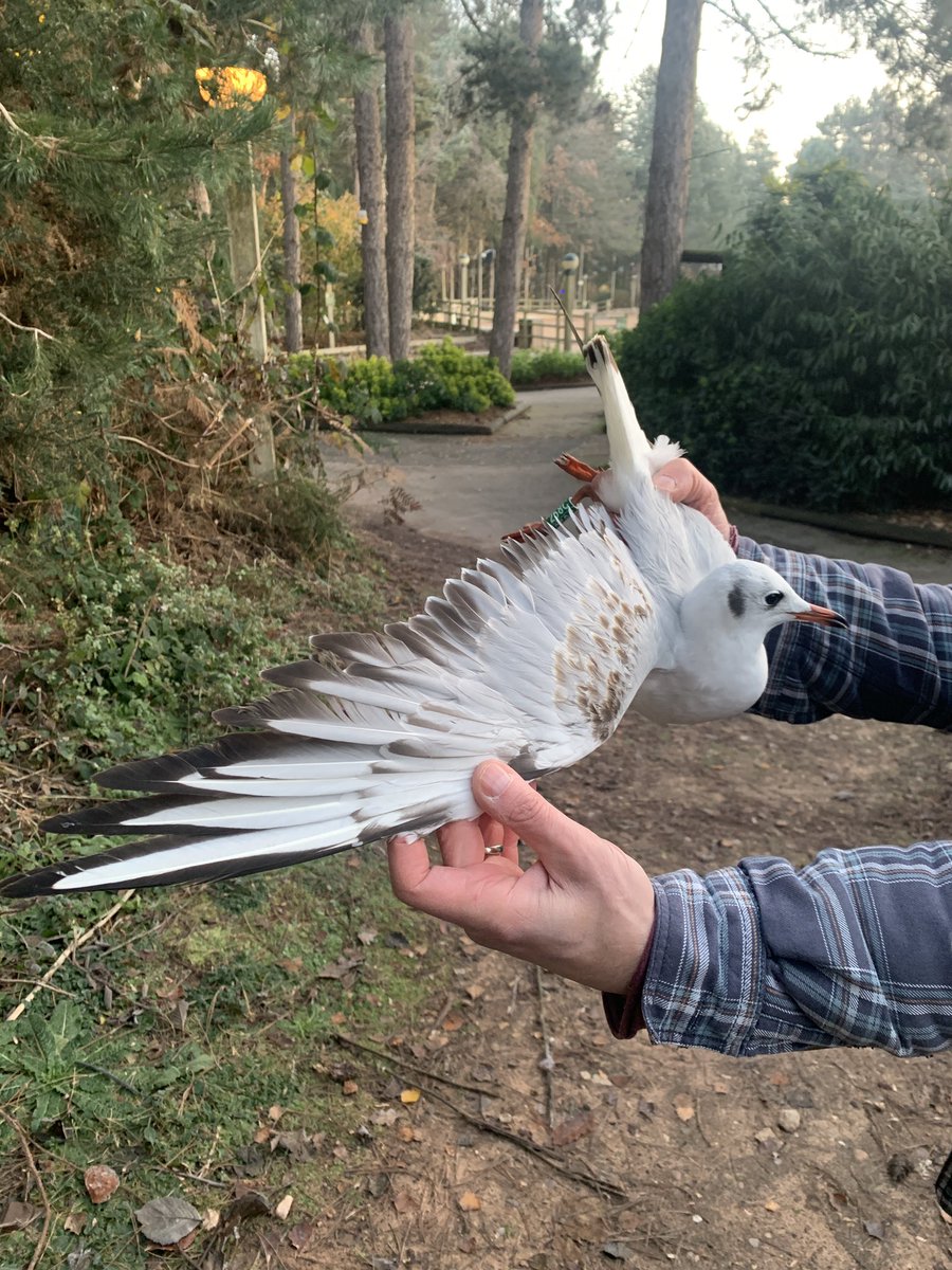birding_buxton's tweet photo. 6 new Black-headed Gulls added to the Sherwood colour ringing project this morning with Birklands ringing group and @SorbyBreckRG https://t.co/z7db92hpHI