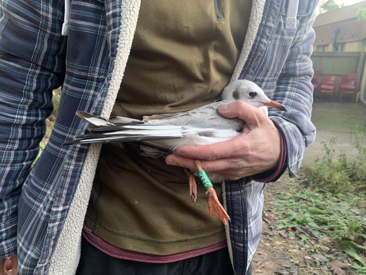 birding_buxton's tweet photo. 6 new Black-headed Gulls added to the Sherwood colour ringing project this morning with Birklands ringing group and @SorbyBreckRG https://t.co/z7db92hpHI
