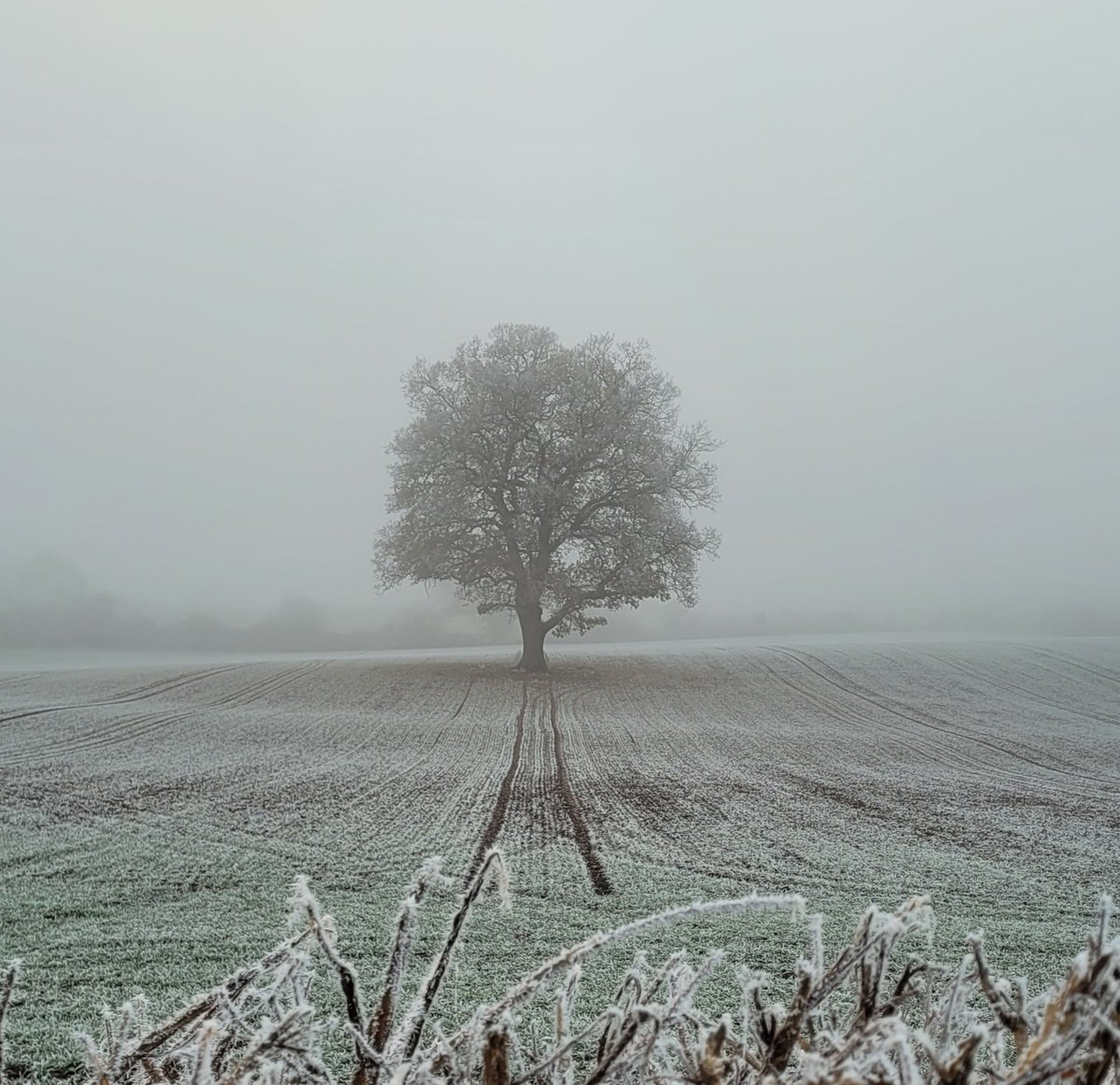 There's a beautiful calm and stillness to the world when the weather's like this.
#hoarfrost #calmness