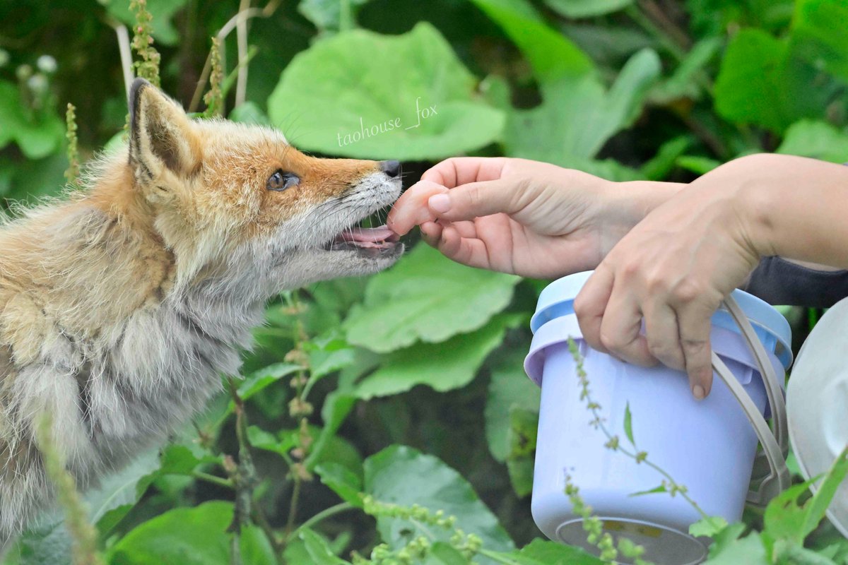 E：ご当地こんこん】 えるくんの手渡しごはんタイム🦊💕🍖 きつねさん