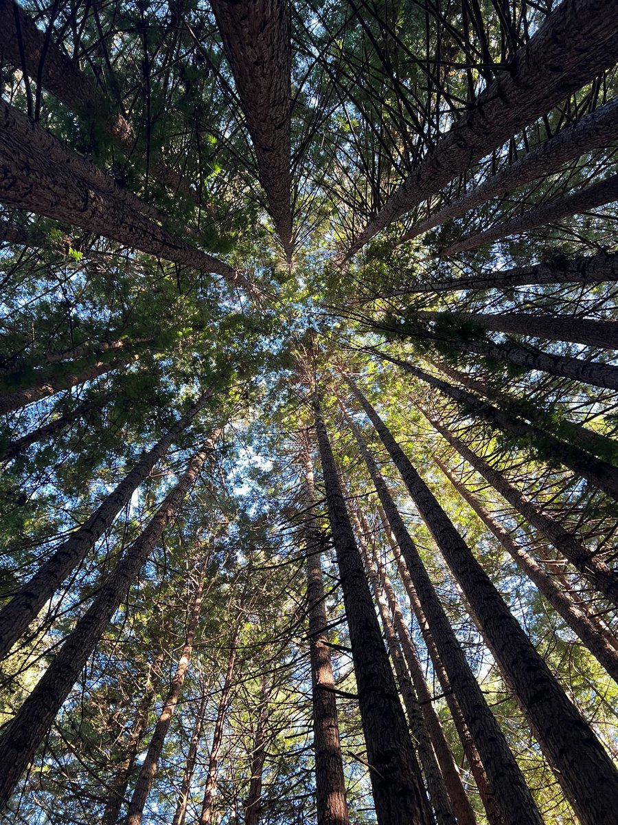 calparks's tweet photo. Remember to spend some time connecting with nature! Our @calparks team enjoyed the towering giants at The Forest of Nisene Marks State Park 🌲💚 #ExploreCA #CAStateParks https://t.co/vlOeVbaHTy