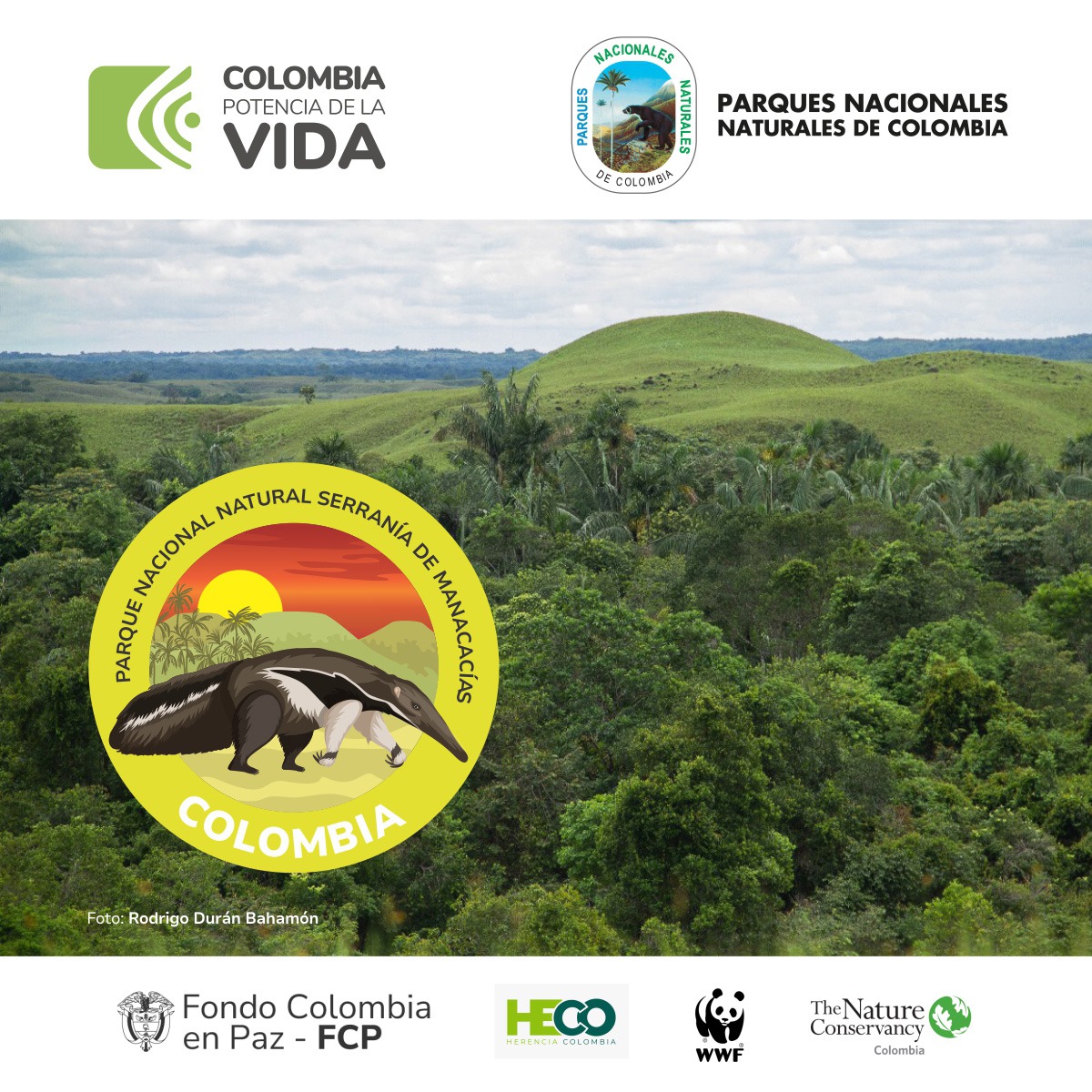 ¡Orgullo patrio!🇨🇴Parque Nacional Natural Serranía de Manacacías: un lugar mágico en el que el☀️ilumina y da vida a bosques de galería, pastizales, herbazales, esteros y morichales, hoy se convierte en el área protegida #61 del Sistema Parques Nacionales. #ManacacíasÁreaProtegida