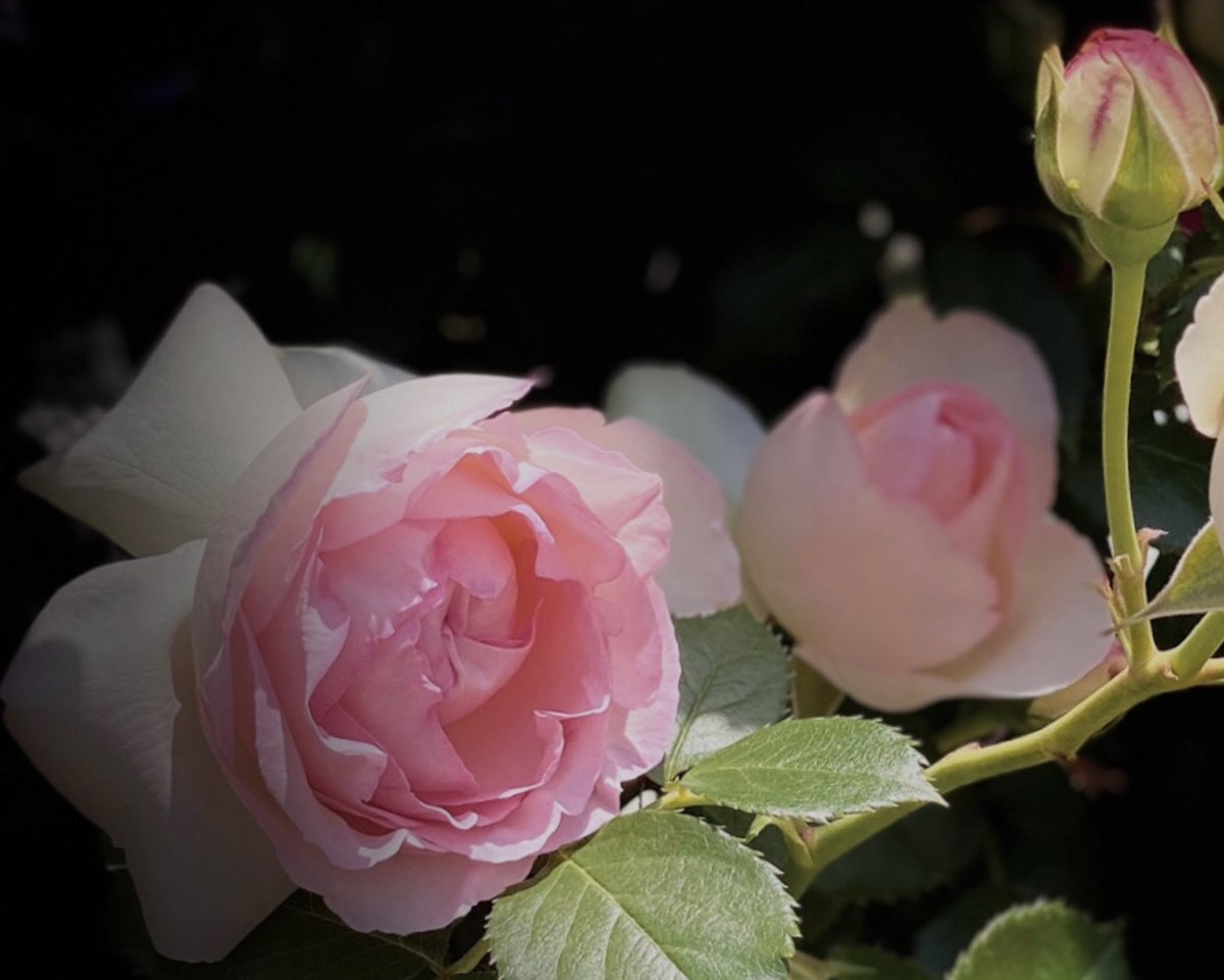 寒さに負けないで

元気に咲いていた

薔薇のお花🥀𓈒 𓂂𓏸

皆さま♡
12月もお元気で
　心穏やかに
過ごされますように🌸🍀