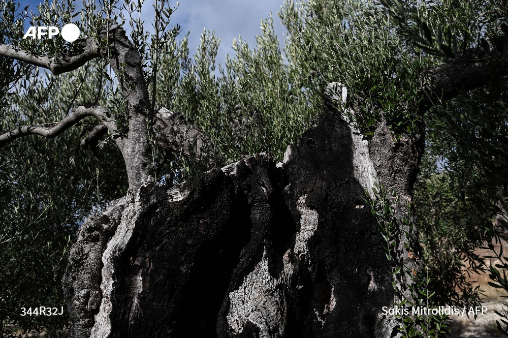 💬'Le climat a changé et les arbres ne peuvent pas faire face. Nous n'avons plus d'hiver du tout', déplore l'agricultrice Zaharoula Vassilaki dans le village de Polygyros.
🫒 En Grèce, l'olive se fait rare à cause du changement climatique
➡️u.afp.com/5ion
🖊️@bkyriak #AFP