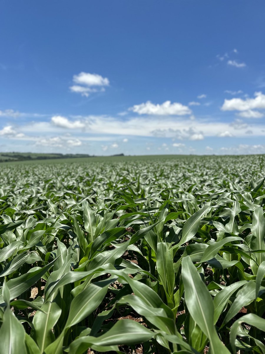 2023 -2024 crop coming along nicely! This is the third year of this farm doing soil fertility based on the equilibrium of nutrients. By using this method they were able to use fertilizers more efficiently  !  Expected yield for this year is between 12-15 ton of corn per hectare !
