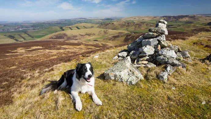 dogwithsuccess's tweet photo. Top 5 Smartest Dog Breeds
1. Border Collie
2. German Shepherd
3. Toy Poodle
4. Papillon
5. Shetland Sheepdog https://t.co/heyvbhi0TD