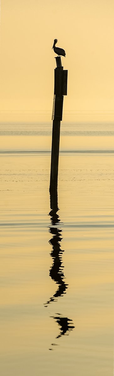 Pelican on Pole

Please open/click to view the entire photo.

#VerticalSaturday #PanoPhotos