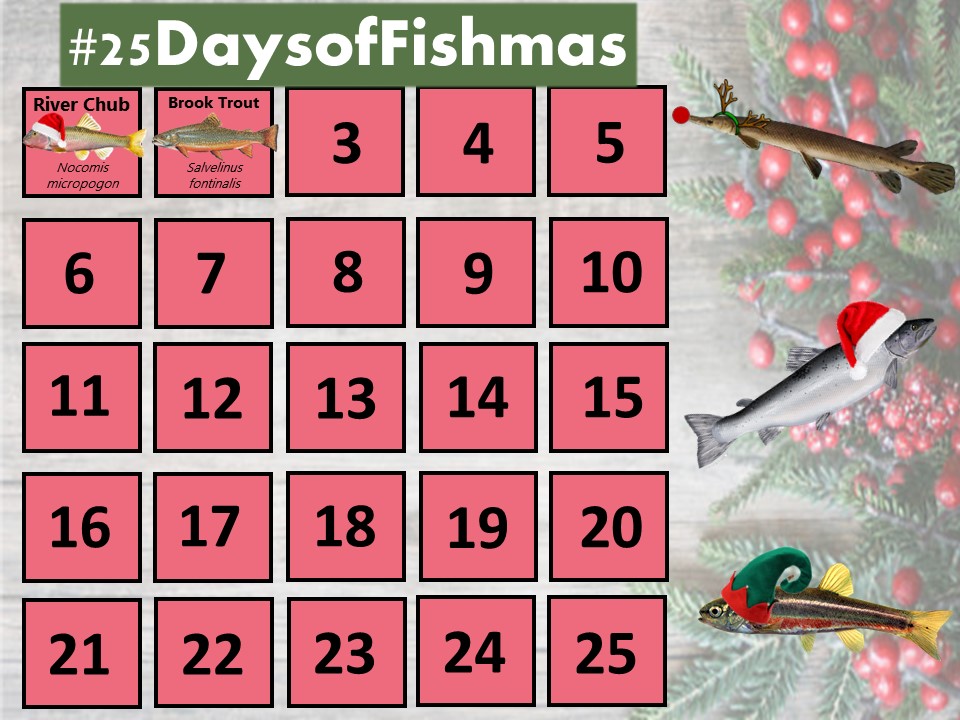 The weather outside may be frightful, but it’s just delightful for Day 2’s #GreatLakes feature! ❄️

The brook trout's scientific name (Salvelinus fontinalis) comes from a Latin word meaning "of a spring/fountain" in reference to the cold, clear waters they prefer #25DaysofFishmas