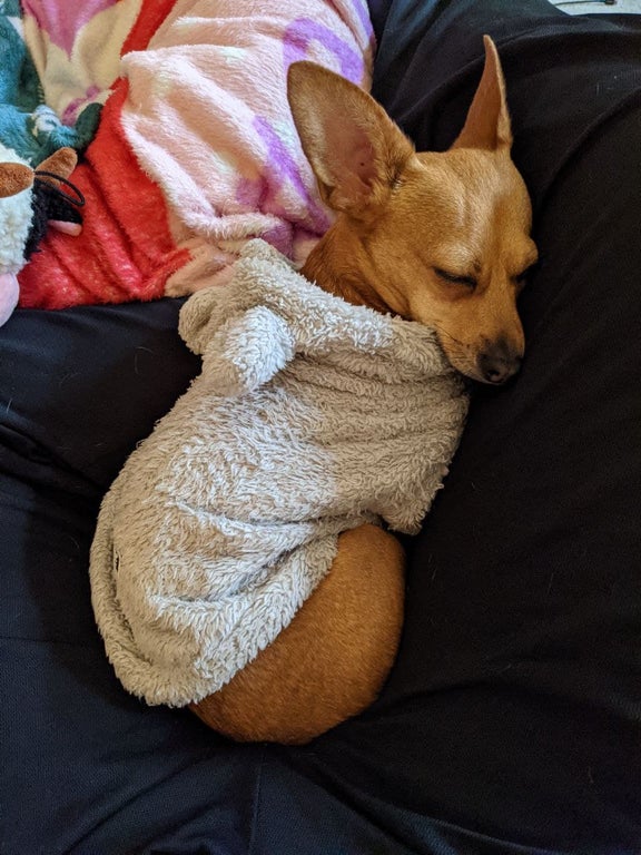 yourdarlingmon1's tweet photo. @lydiagh0st This is Eevee curled up for a nap in her bunny sweater which is one of her favorites. She's a chiweenie - half mini dachsund and half chihuahua. https://t.co/YUuUxeVzTZ