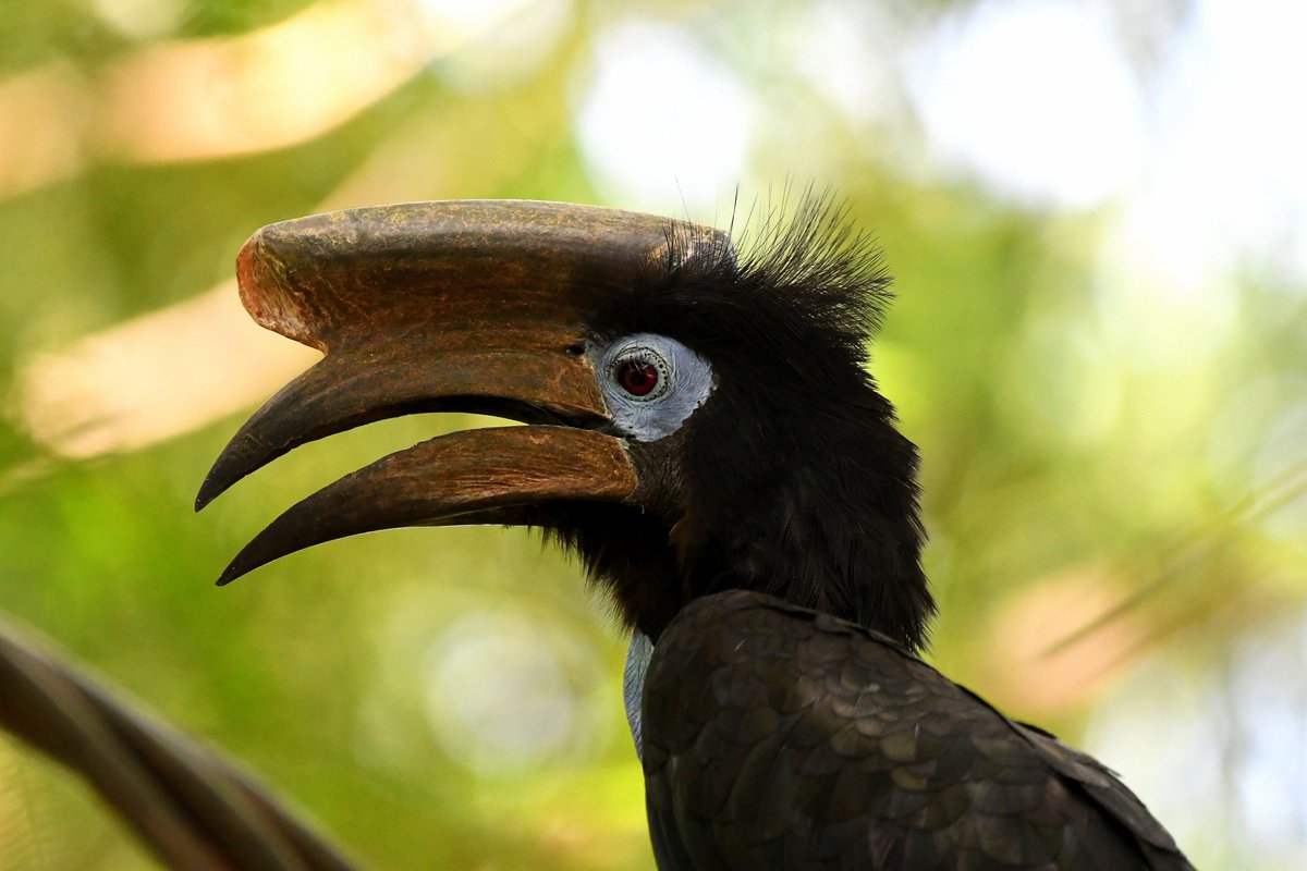 Black-casqued Hornbill, Cape Point, Gambia 15.11.23. Seems to have taken up residence since appearing as the first record for The Gambia about four years ago. Usual habitat further south. #birdwatching #Africa