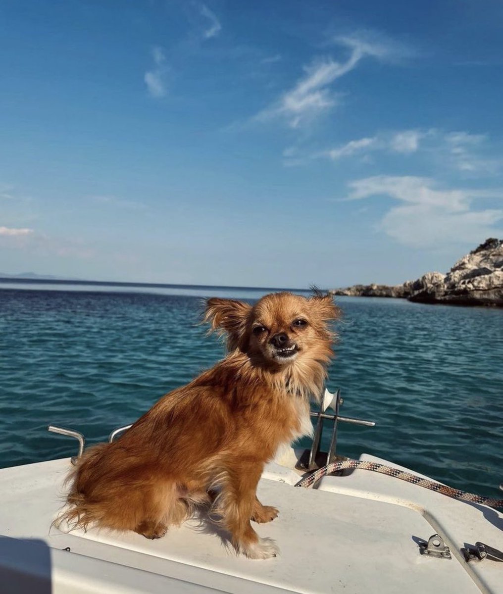 Canımız, yamuk dişli minik tilkimiz. Fondip🦊
O küçücük bedeninle o kadar çok kişinin o kadar çok mekanın neşesi oldun ki 🩶 Hiçbir zaman unutulmayacaksın, hep çok sevileceksin. Gittiğin yerde hep huzurla çimenleri arasında koştur 🙏🏻
01.12.23♾️🧡