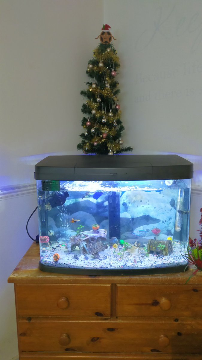 Suth1991's tweet photo. @sainsburys I decorated my boyfriends tree today. He didn't have anything for the top so I took the loop out of a mince pie felt bauble I bought at my local store and plonked him on the top. I love him so much 😂🥰 https://t.co/1l9PNVRAAj