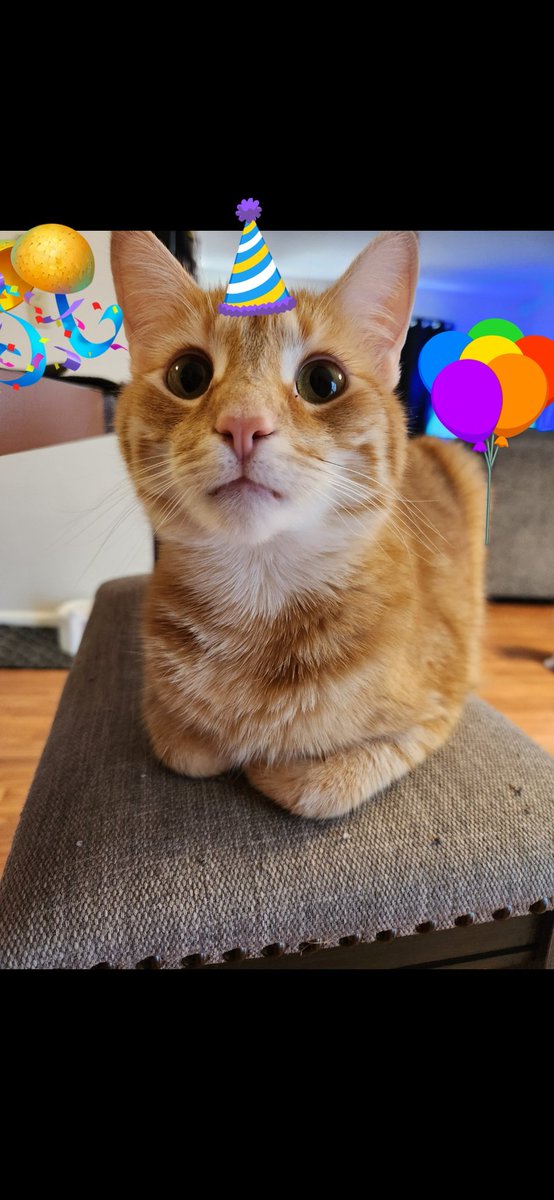 Please help wish our mum a Happy Purrthday! 🎈🎉🎂😽