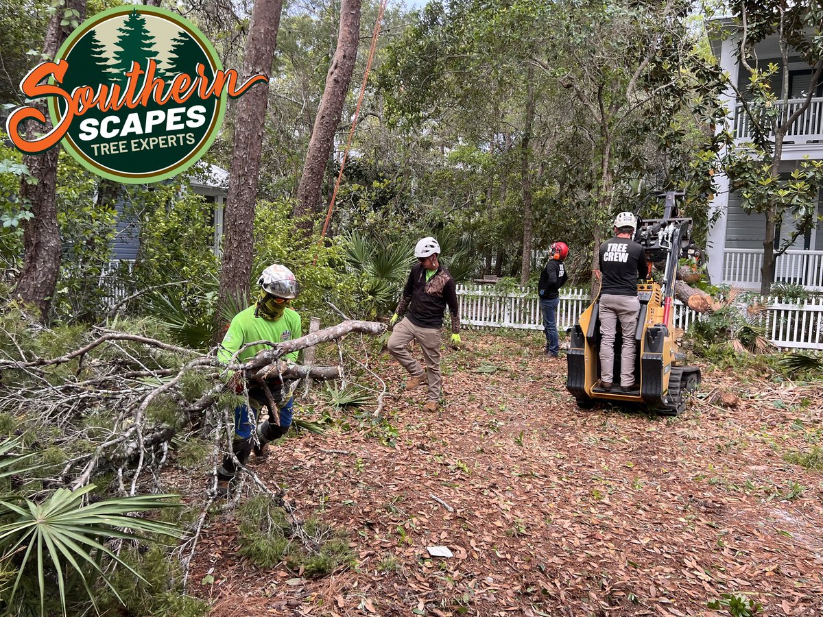 ScapesTree's tweet image. 🏡🌳 Family-owned and operated since 2008! 💼💚 Southern Scapes Tree Experts began with landscaping and lawn maintenance, but our passion for trees led us to focus on tree care. #FamilyOwnedBusiness #TreeCareExperts #SouthernScapesTreeExperts s2tree.com/about-us/
