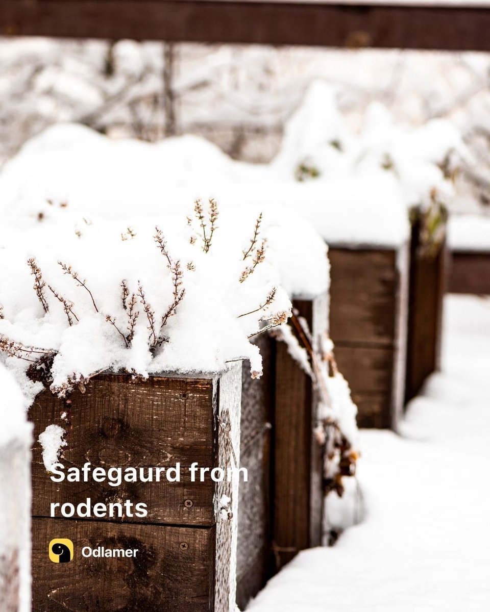 🇬🇧🌿 🌿 Garden Tips for Winter 🌬️ Find out more in the Download app, link in Bio. 
#WinterGardening #GardenTips #NatureLove