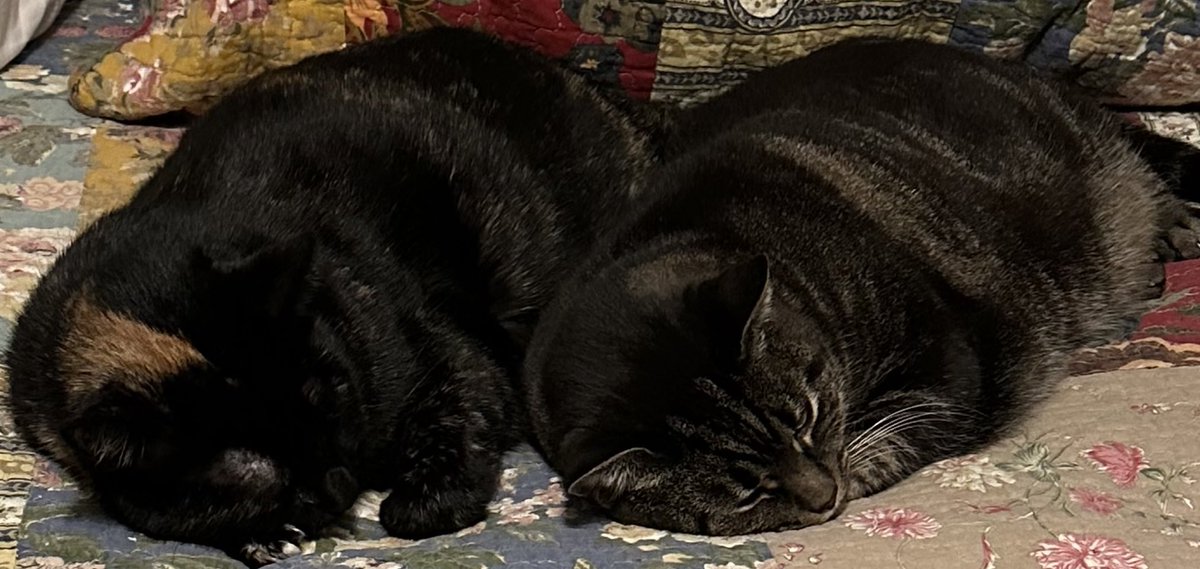 Bellatrix and Luna team snoozing.

Share pics of your pets.💚

#ufotwitter 
#AdoptACat 
#RescueCat