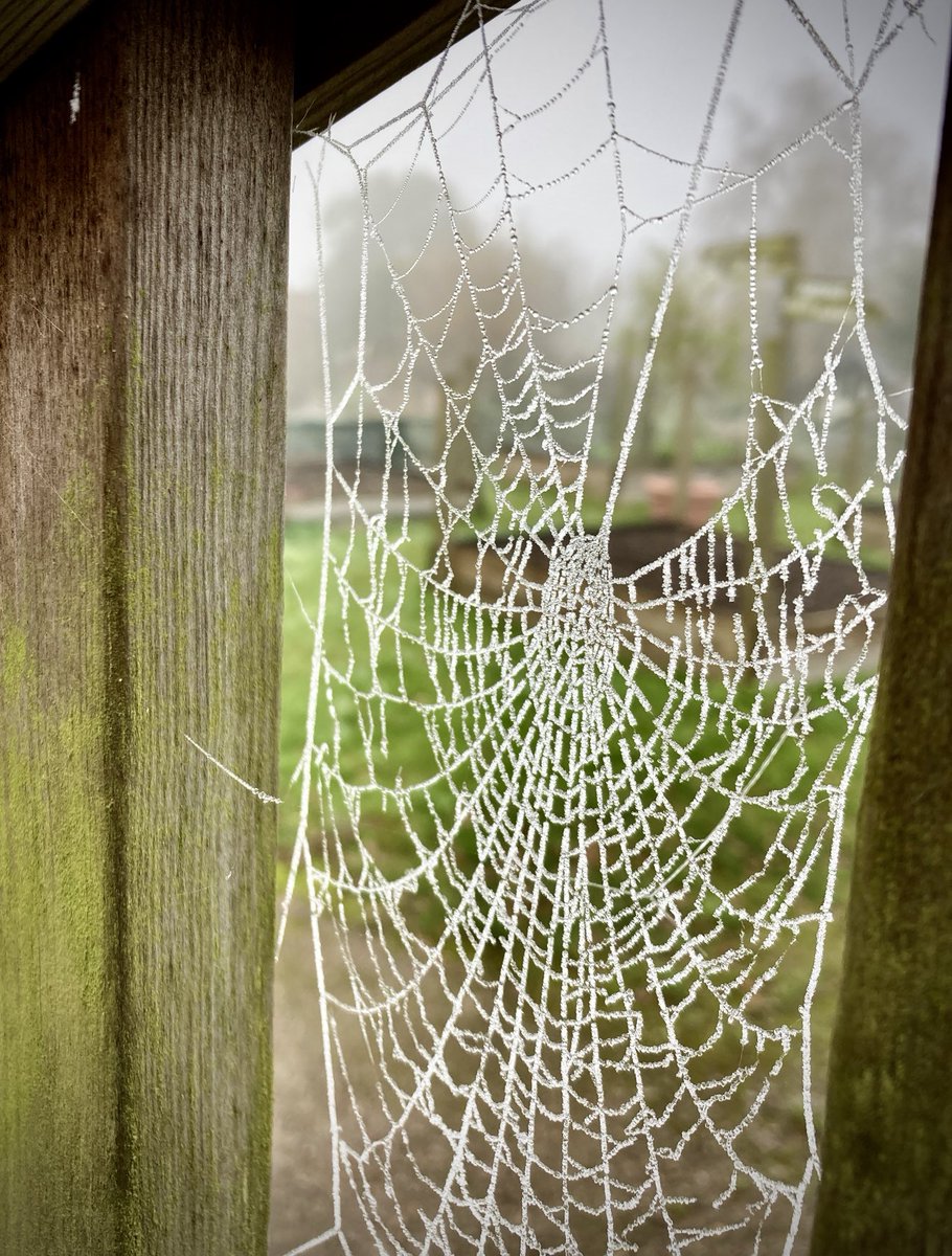 It’s a Winter Web-Land at ⁦<a href="/BlaiseGarden/">BlaiseGarden</a>⁩