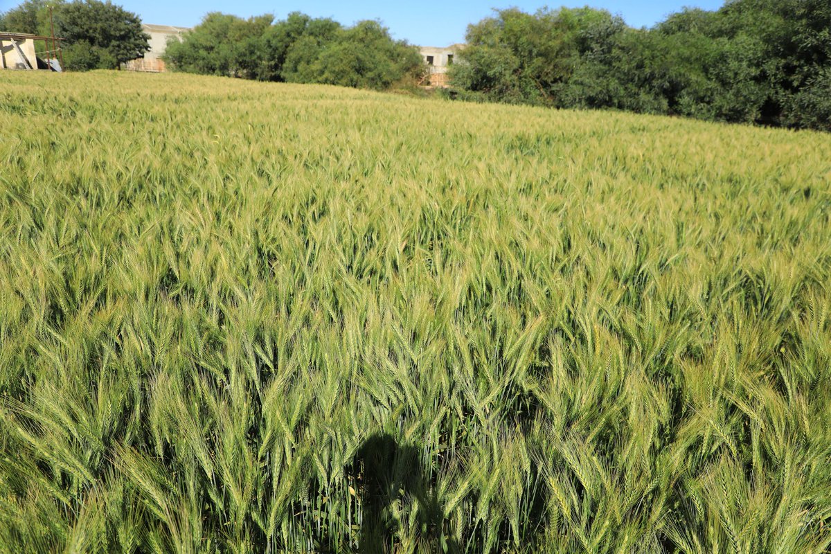 #Eritrea:  Ministry of Agriculture Central Zone Branch Promotes Organic Farming 

Focus of Project is transformation of farming practices from chemical-based to organic-based, environmentally friendly, agriculture to guarantee  safe &amp; nutritious produce.
shabait.com/2023/12/02/the…