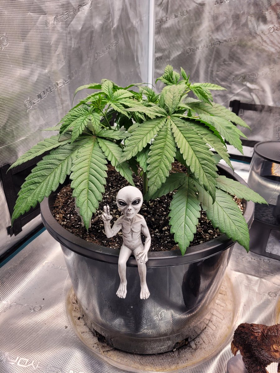 smokingbrew's tweet photo. Aliens 👽 of the crop 🤘 https://t.co/WcmgGXwYfL