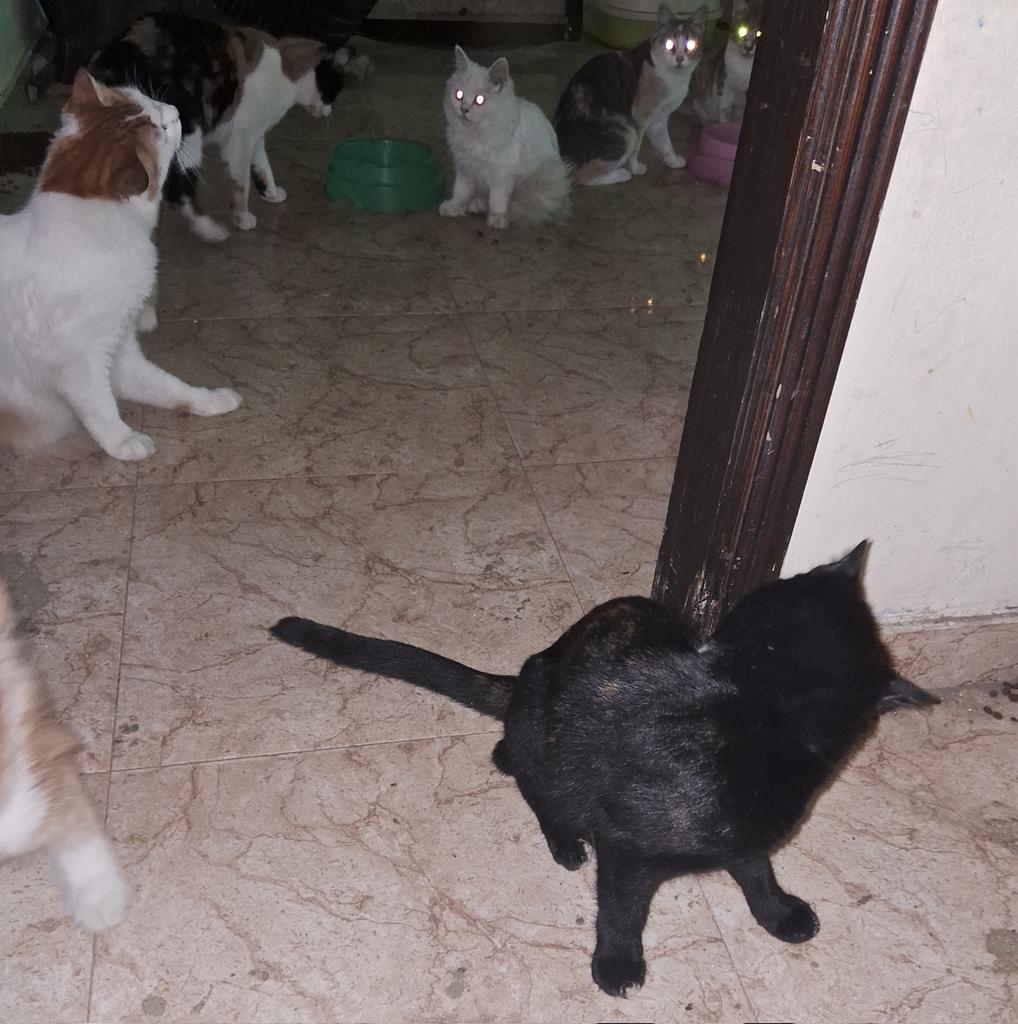 AnimalFriendsAF's tweet photo. Despite the frightness, pain, &amp; sadness
Despite the scarcity of food, water, &amp; needs
We are still providing AFS servicing, it is a horrible situation &amp; we stayed but we can't hold up without your support.
Please, keep us in your thoughts, &amp; prayers
 💡DONATION link is in our bio https://t.co/t6NlANpffR