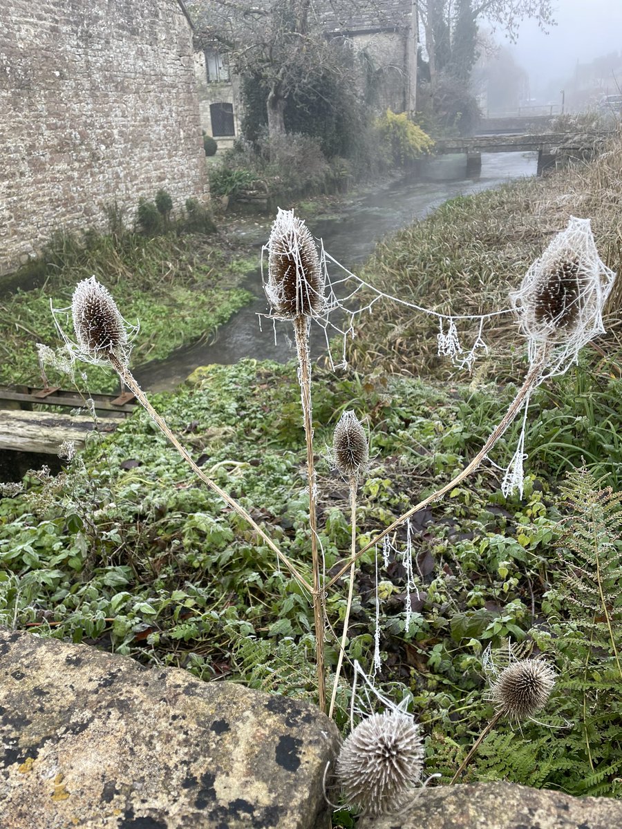 Frozen cobwebs in the Cotswolds…