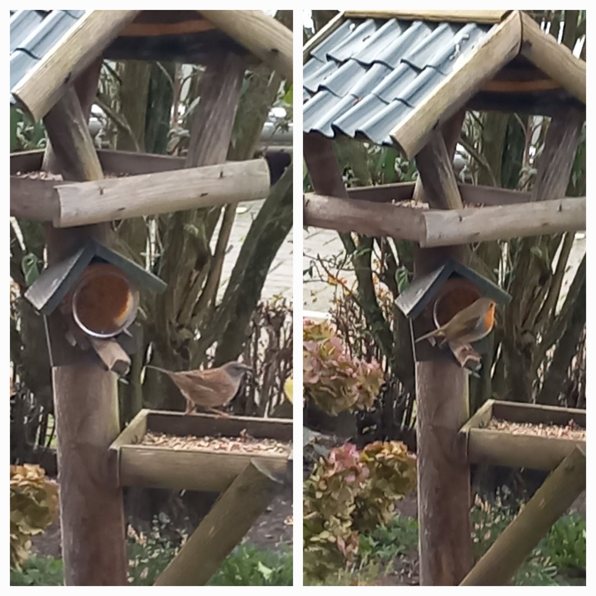 ljjuffer's tweet photo. Koud buiten! Voer geven aan vogels. Heggenmus en roodborstje! https://t.co/uYBaYtFyEO